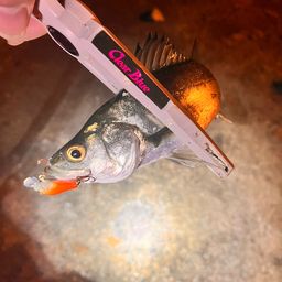 セイゴ（マルスズキ）