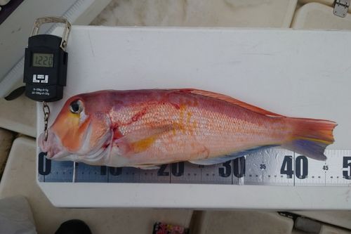 アマダイの釣果