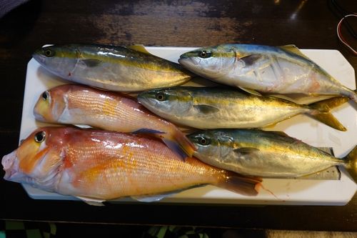 フクラギの釣果