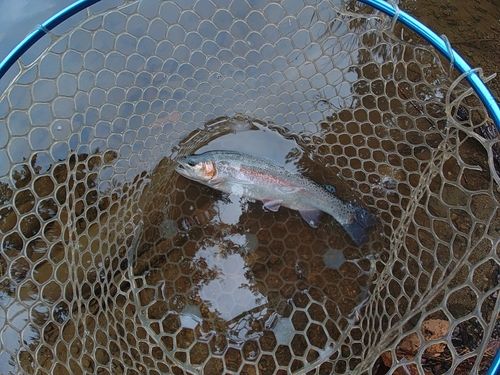 ニジマスの釣果