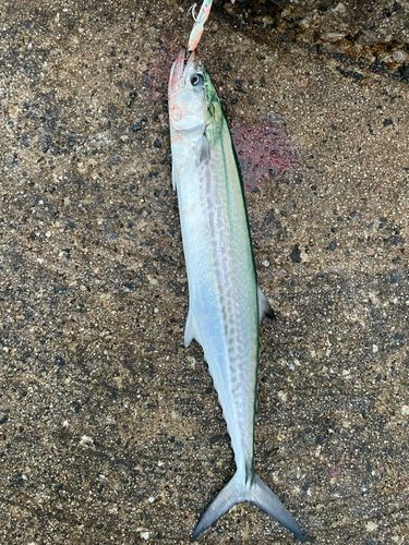 サゴシの釣果