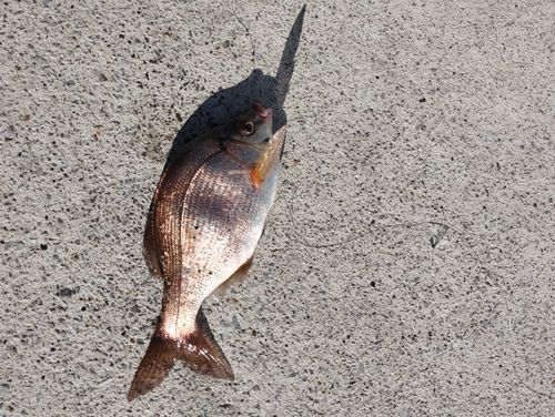 ウミタナゴの釣果