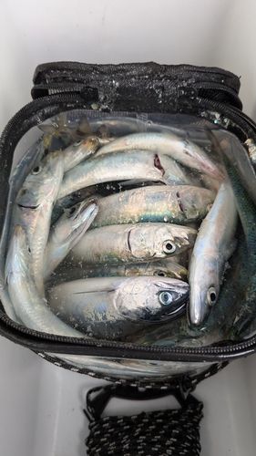 イワシの釣果