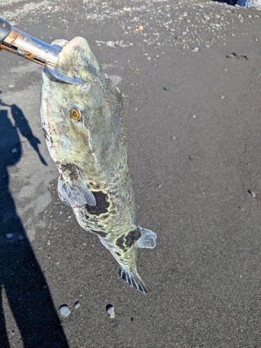 トラフグの釣果