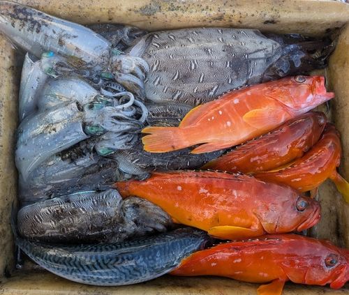 アオリイカの釣果