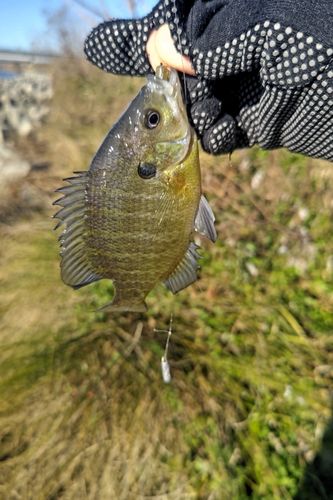 ブルーギルの釣果