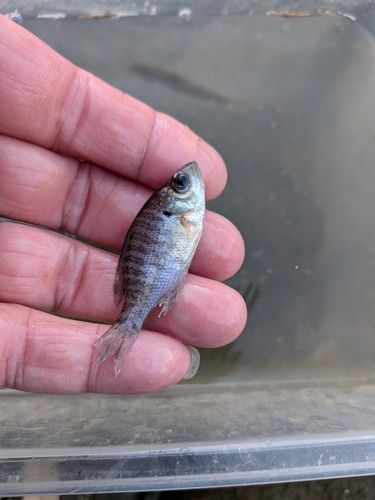 ブルーギルの釣果