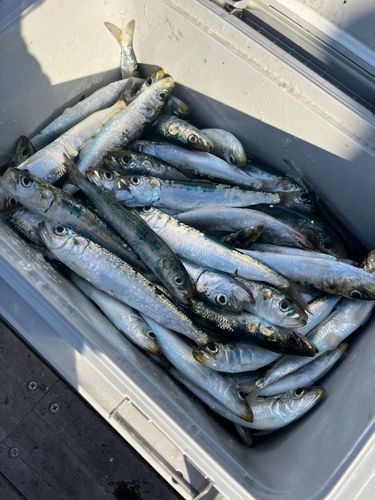 マイワシの釣果