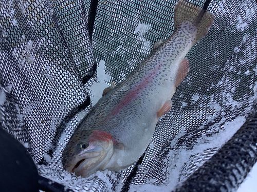 ニジマスの釣果