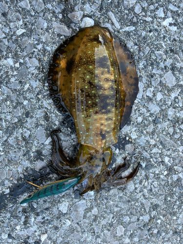 アオリイカの釣果