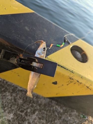 シロギスの釣果