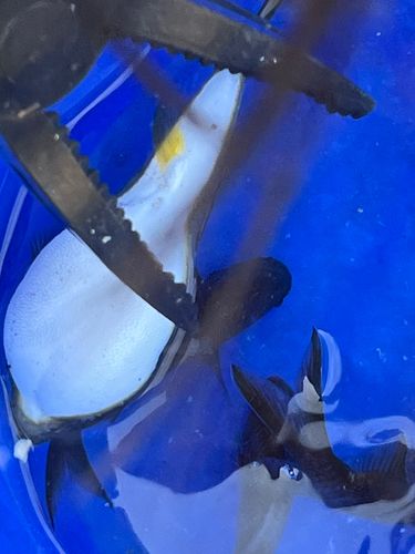 スズメダイの釣果