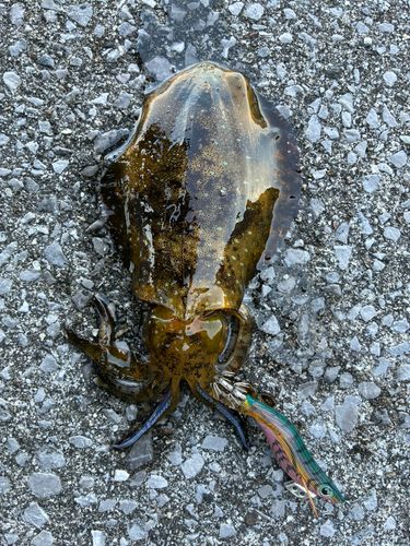 アオリイカの釣果