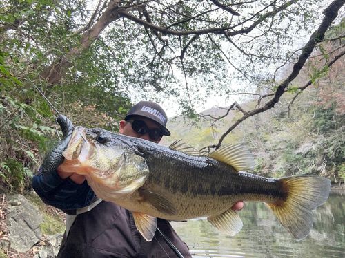ブラックバスの釣果