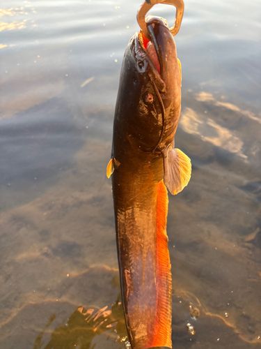 ナマズの釣果