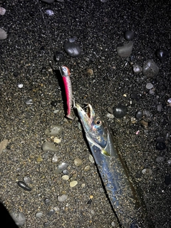 タチウオの釣果