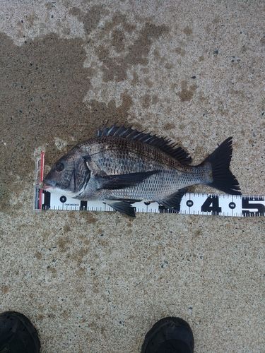 クロダイの釣果