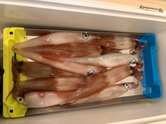 ヤリイカの釣果