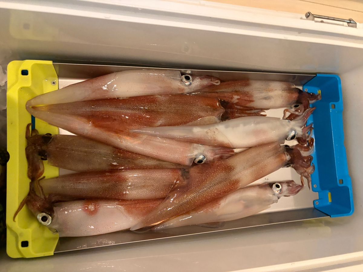 シゲゾーさんの釣果 1枚目の画像