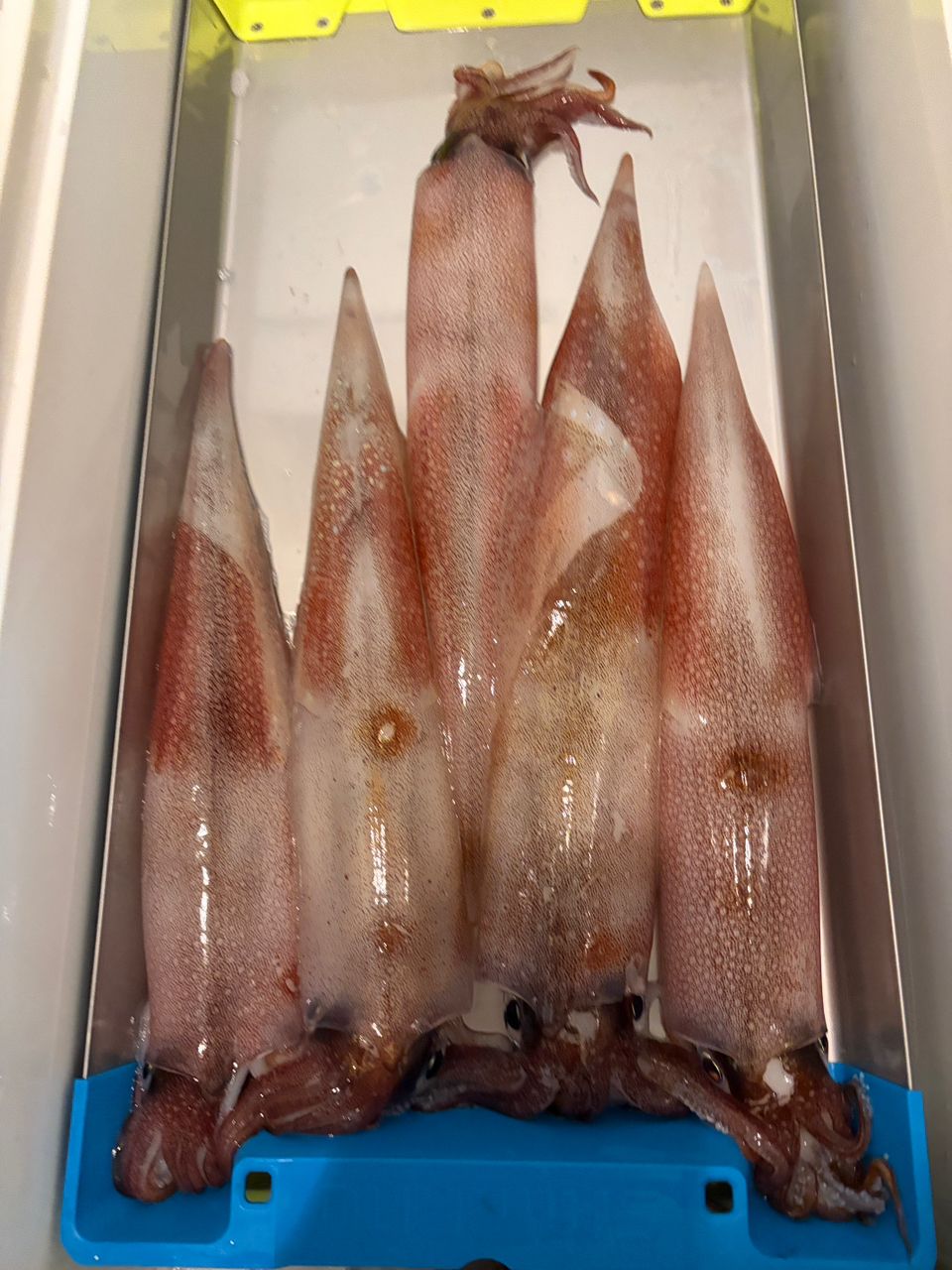 シゲゾーさんの釣果 2枚目の画像