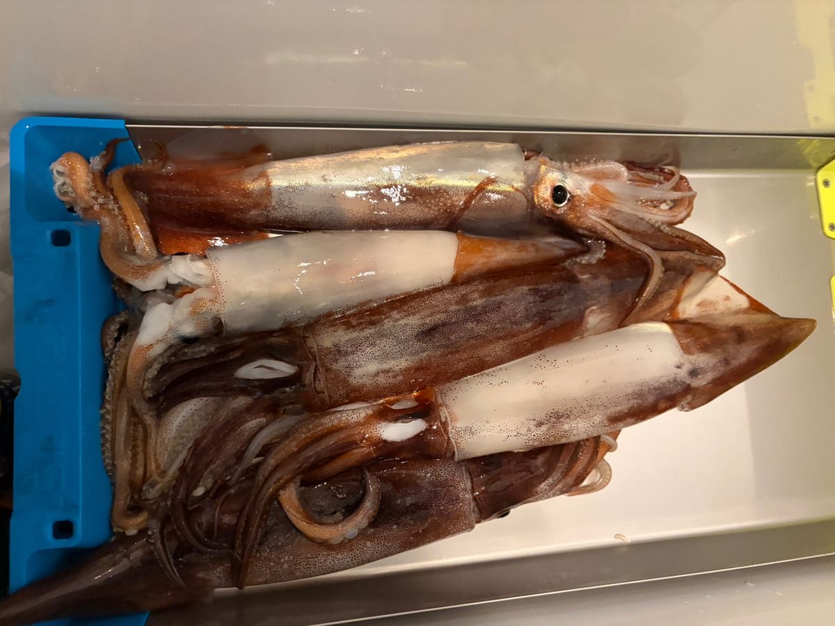 シゲゾーさんの釣果 3枚目の画像