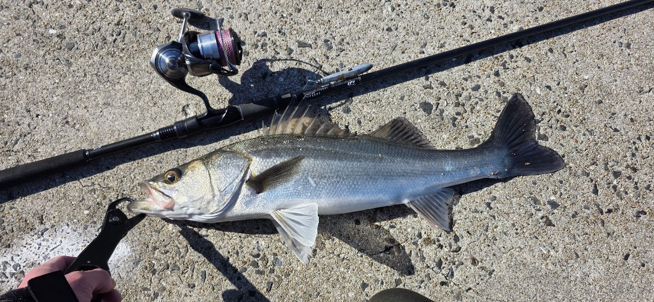 ZX-6Rの橋柿さんの2026年01月03日(土)の釣行(熊本県 - 御所浦島