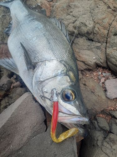 ヒラスズキの釣果