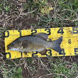 スモールマウスバス