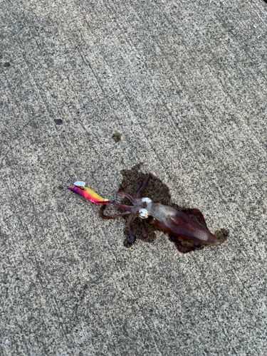 イカの釣果