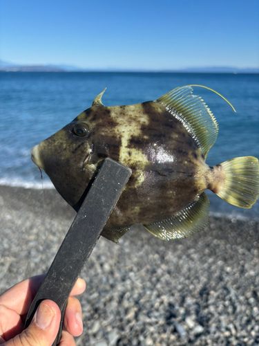 カワハギの釣果