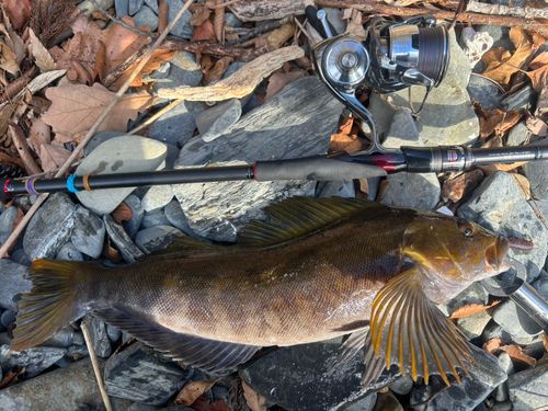 アイナメの釣果