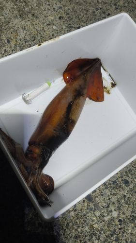 スルメイカの釣果