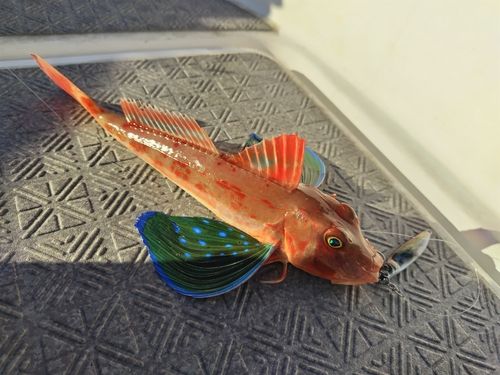 ホウボウの釣果