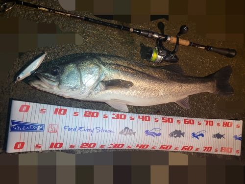 シーバスの釣果