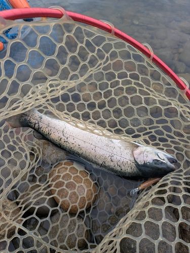 ニジマスの釣果