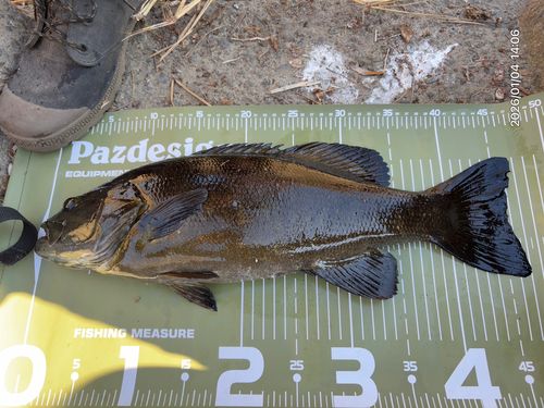 スモールマウスバスの釣果