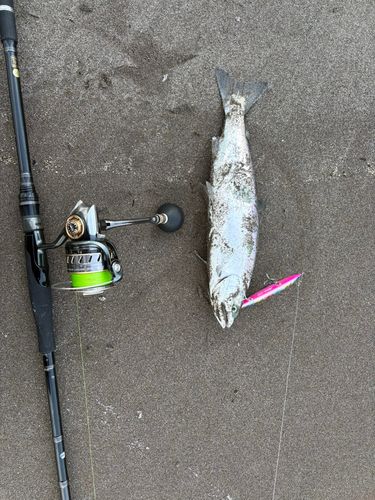 サクラマスの釣果