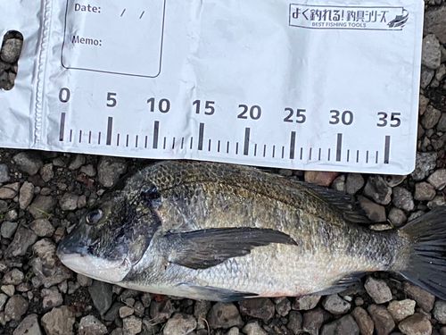 クロダイの釣果