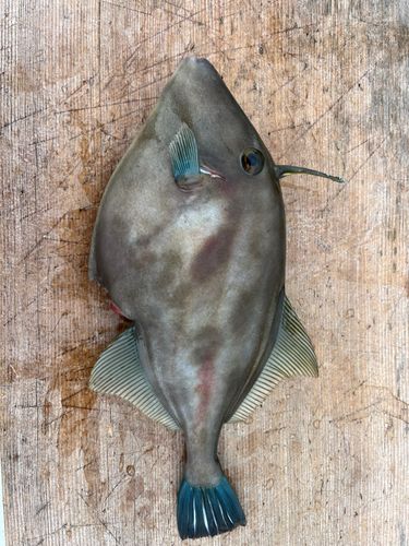 ウマヅラハギの釣果