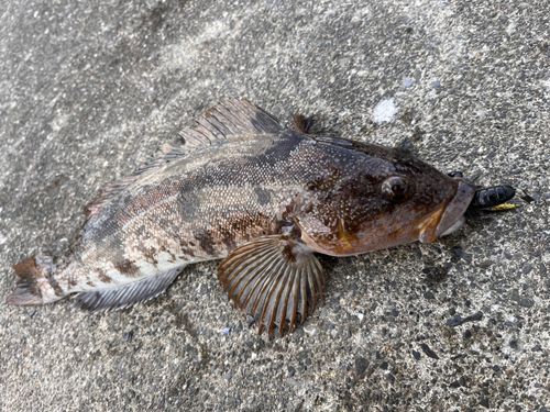 アイナメの釣果