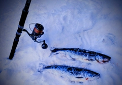 サクラマスの釣果