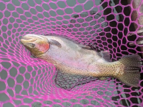 ニジマスの釣果