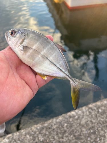 ギンガメアジの釣果