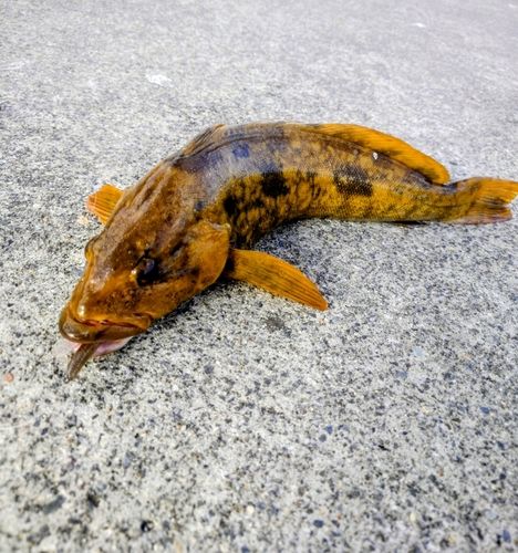 アイナメの釣果