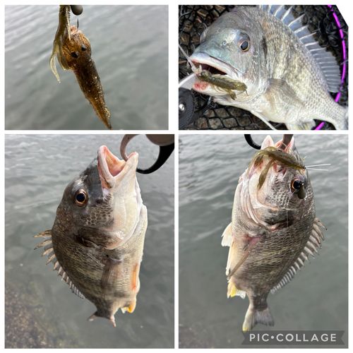 クロダイの釣果