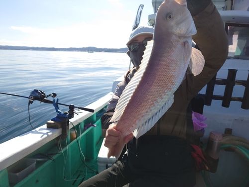 シロアマダイの釣果