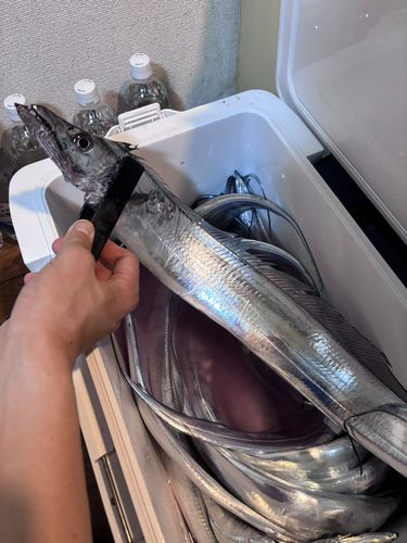 タチウオの釣果