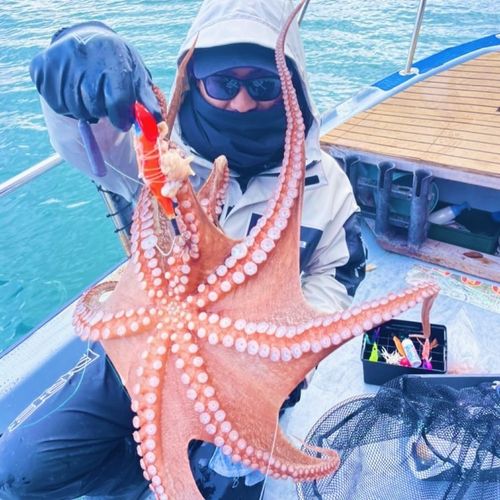タコの釣果