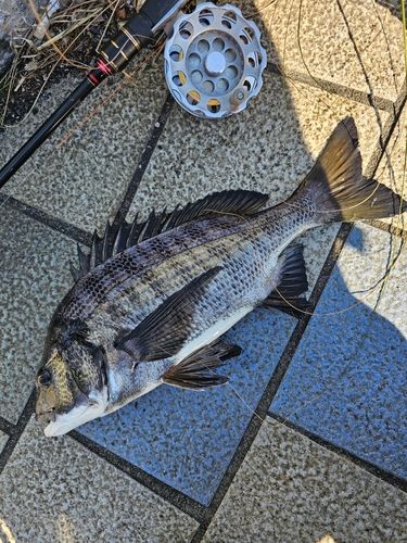 レインボーブリッジ付近