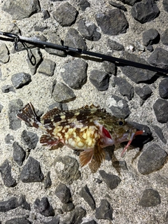 アラカブの釣果